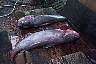 bigfish00.jpg